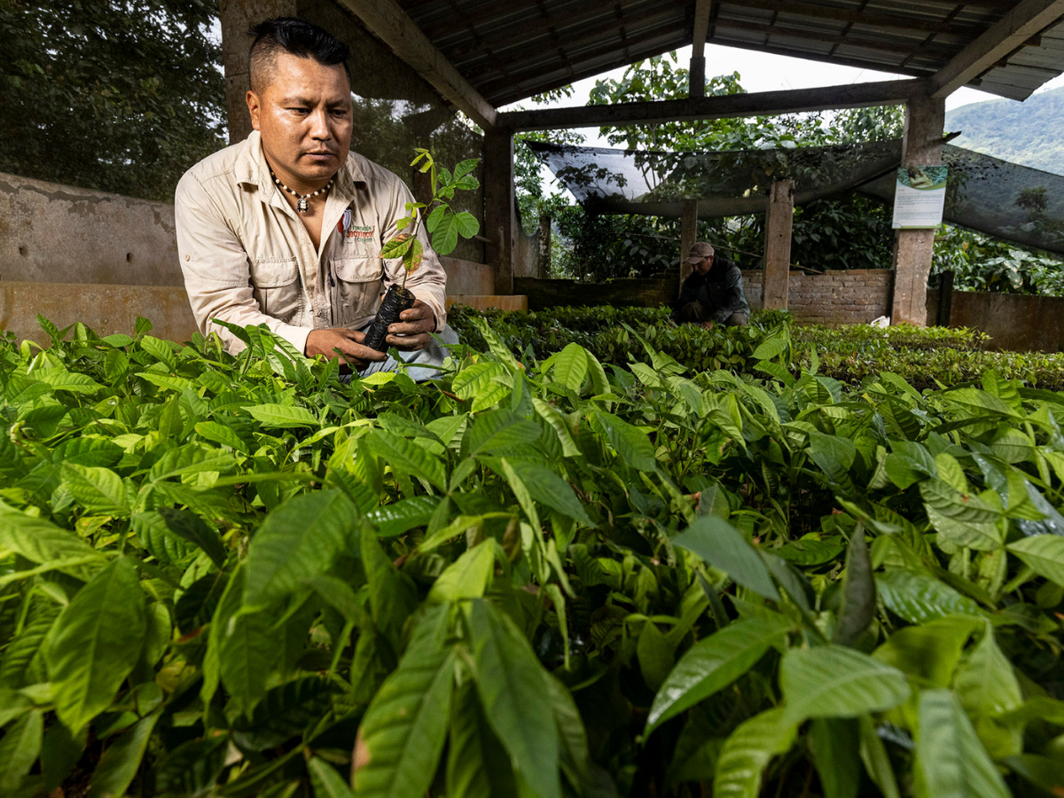 We have reforested 1,800,000 natives trees in Ecuador